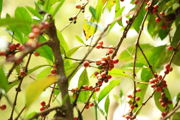 Kaffeebohnen — Stockfoto