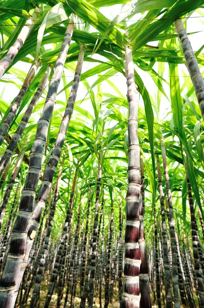 Zuckerrohrpflanzen — Stockfoto