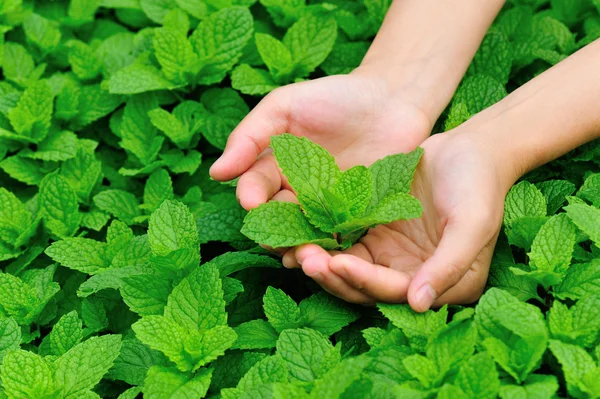 手は、ミントの植物を保護します。 — ストック写真