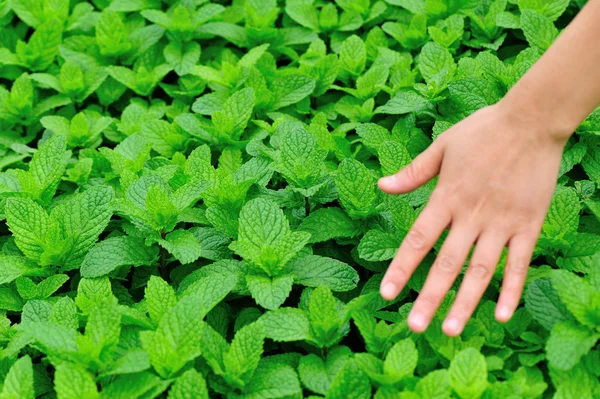 Hände schützen Minzpflanze — Stockfoto