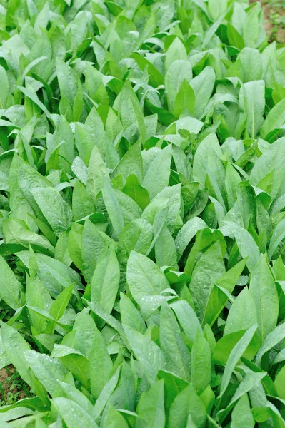 Indický zelený salát — Stock fotografie