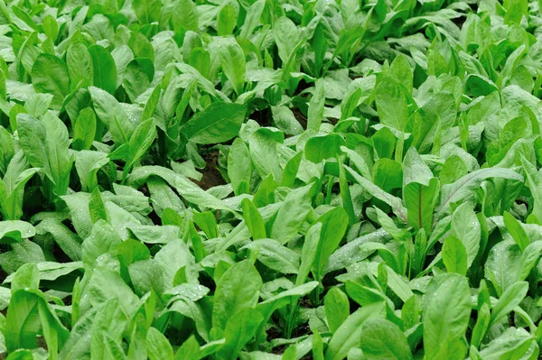 Hint yeşil salata — Stok fotoğraf