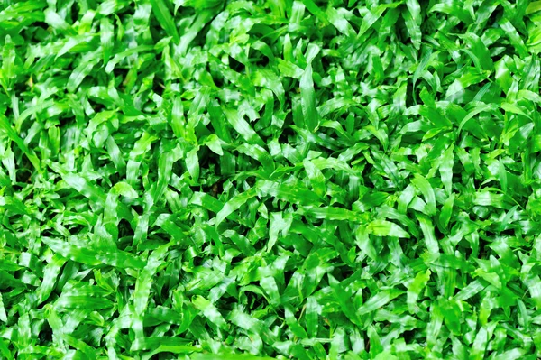 Alface-da-índia verde — Fotografia de Stock