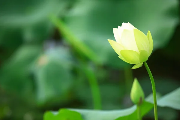 Weißer Lotus — Stockfoto