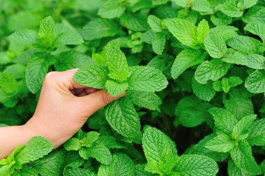 el dokunmatik nane bitkiler