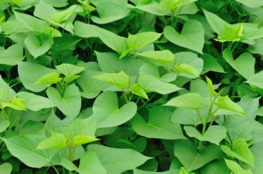 yeşil salata bitkileri