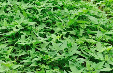 yeşil salata bitkileri