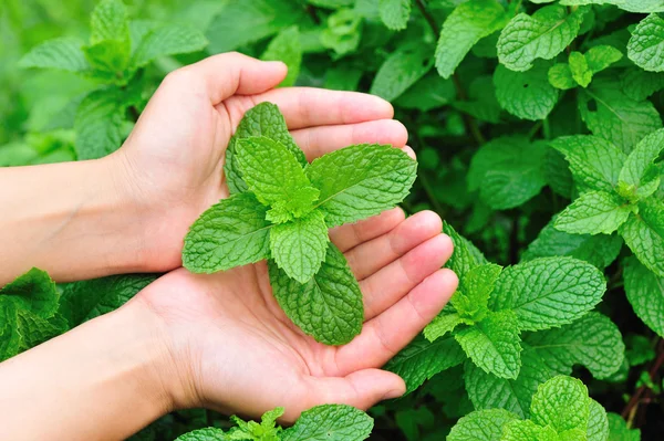 Hand protect mint plant