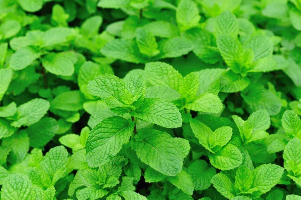 Mint plant grown — Stock Photo, Image