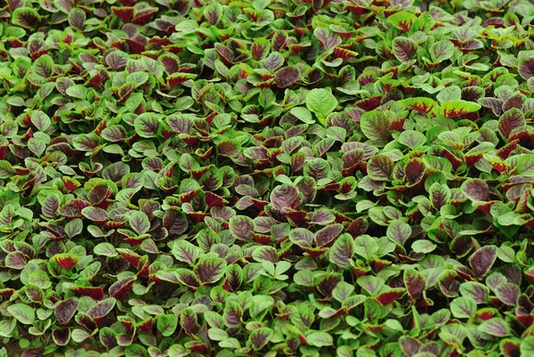 Yenilebilir amaranth büyümek — Stok fotoğraf