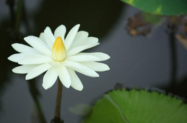 Loto che fiorisce nello stagno — Foto Stock