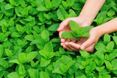 Young woman hands protect mint plant clipart