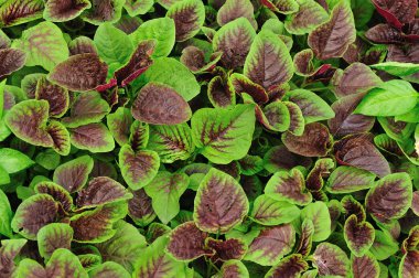 yenilebilir amaranth