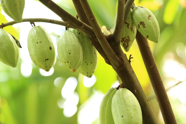 Fruits du cacao — Photo