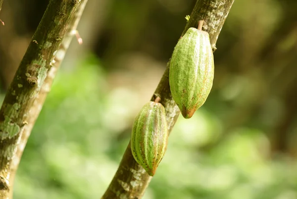 Frutta di cacao — Foto Stock