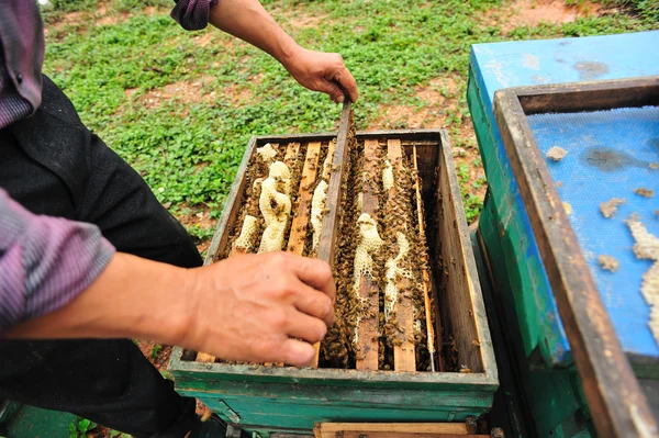 Азиатское пчеловодство — стоковое фото