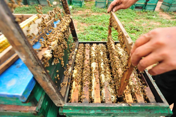 Apicultura asiática — Foto de Stock