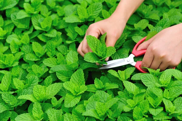 Feuilles de menthe coupées — Photo