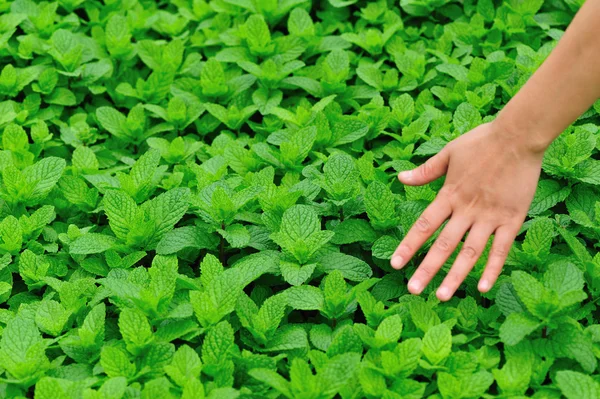 Young woman hands protect mint plant — Stock Photo, Image