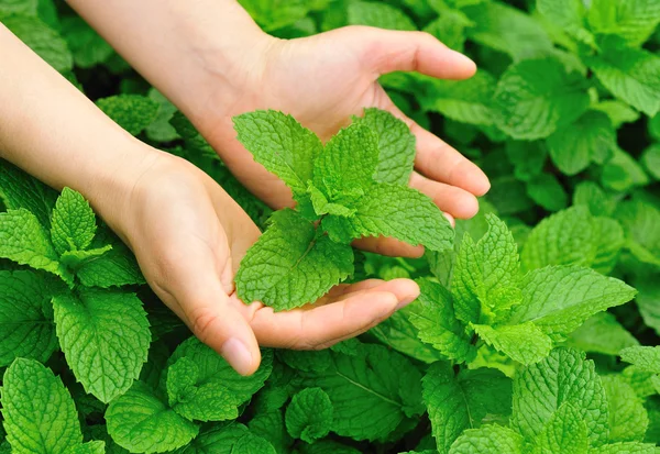 Young woman hands protect mint plant — Stock Photo, Image
