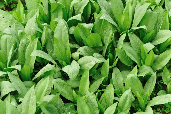 Зеленый индийский салат — стоковое фото