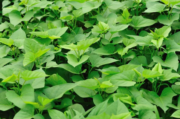 Sweet potato crops — Stock Photo, Image