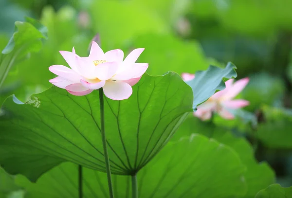 Lotus bloeien — Stockfoto