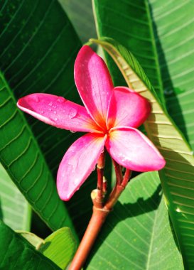 taze pembe frangipani çiçekler