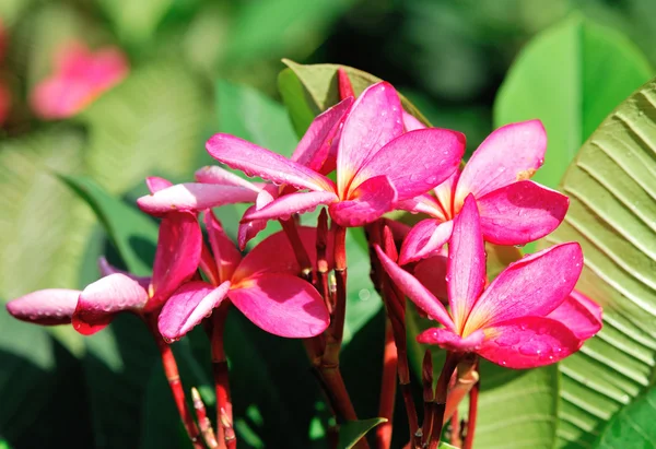 Fresh pink frangipani flowers — Stock Photo, Image