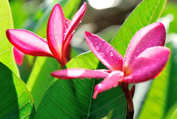Fiori di frangipani rosa freschi — Foto Stock