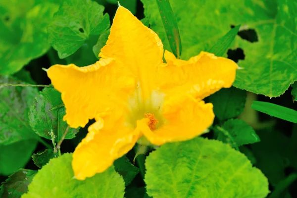 Тыквенный цветок — стоковое фото