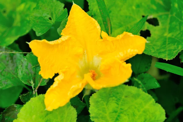 Fiore di zucca — Foto Stock