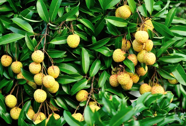 Litchi frutas — Foto de Stock