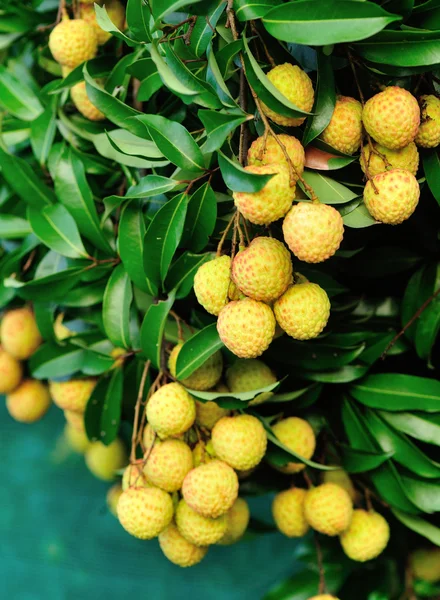 Litchi fruits — Stock Photo, Image