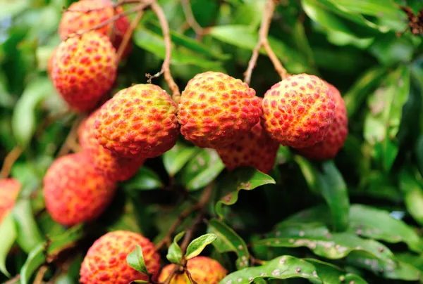 Litchi fruits — Stock Photo, Image