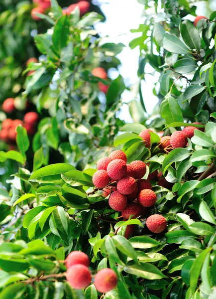 Litchi fruits — Stock Photo, Image