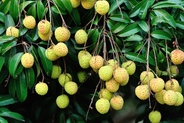 Litchi frutas — Foto de Stock