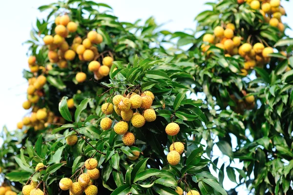 Litchi frutas — Foto de Stock