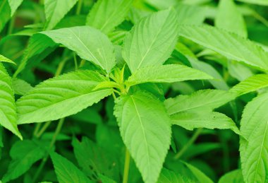 ısırgan nettles büyüme