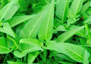 tatlı patates bitkileri