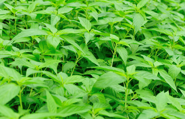 Stinging nettles in growth