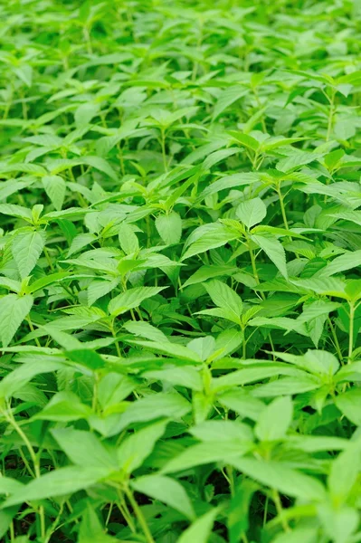 Stinging nettles in growth — Stock Photo, Image