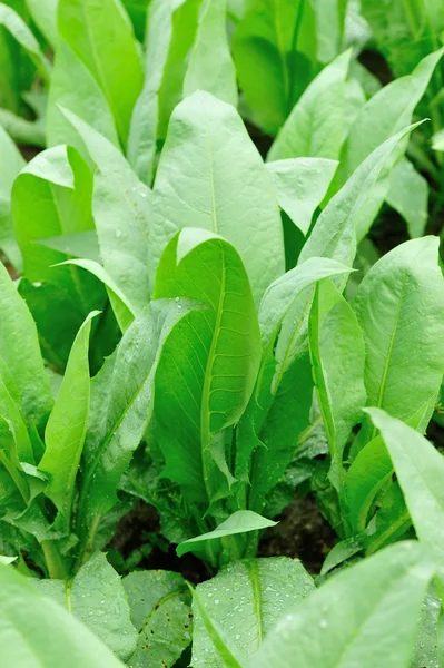 Indian lettuce — Stock Photo, Image