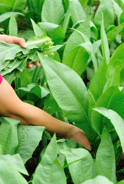 Руки собирают зеленый индийский салат — стоковое фото