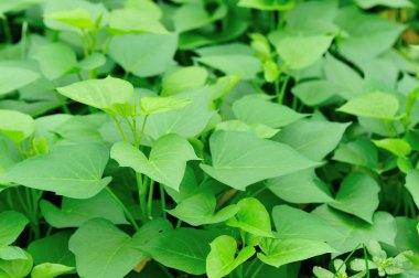 tatlı patates bitkileri