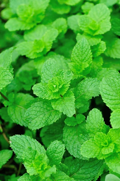 Mint plants — Stock Photo, Image