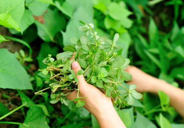 Mains cueillette d'herbes au jardin — Photo