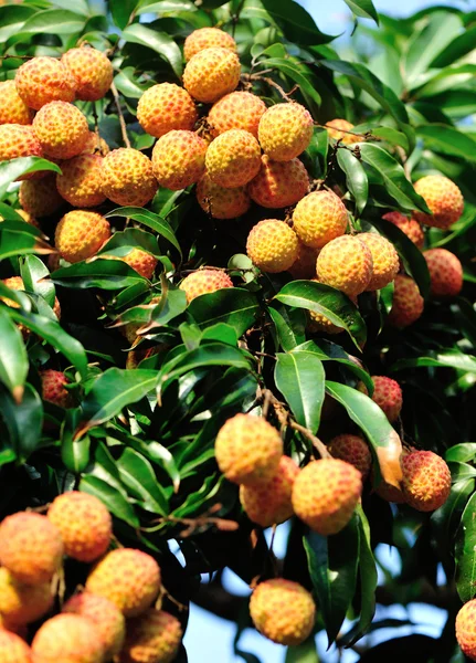 Frutas de lichi — Foto de Stock