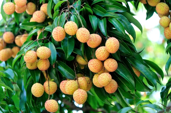 Lychee fruits — Stock Photo, Image