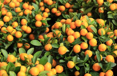 Sarı narenciye portakallar